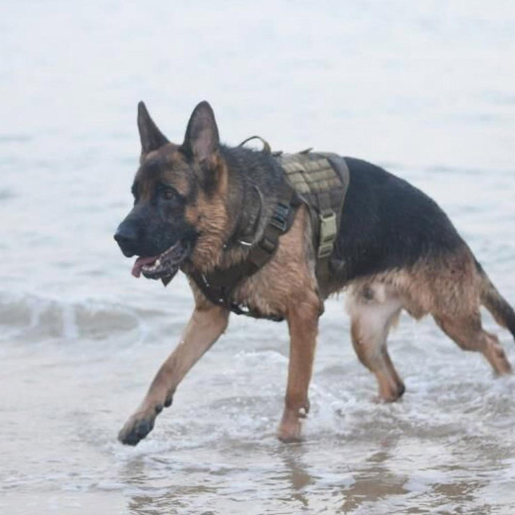 Tactical Supply  K9 Field Armor